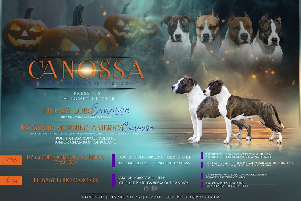 Gotowa do odbioru sliczna suczka American Staffordshire Terrier ZKwP