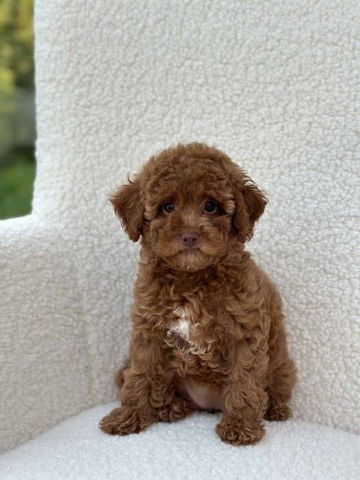 Мальтипу ф2 ред браун дівчинка