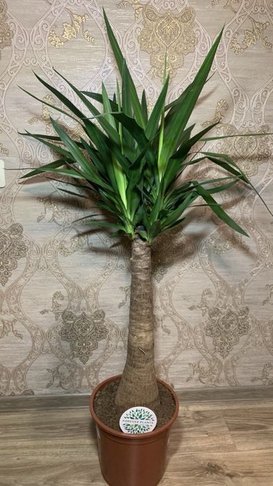 Юкка Мая  Yucca rostrata ‘Maya