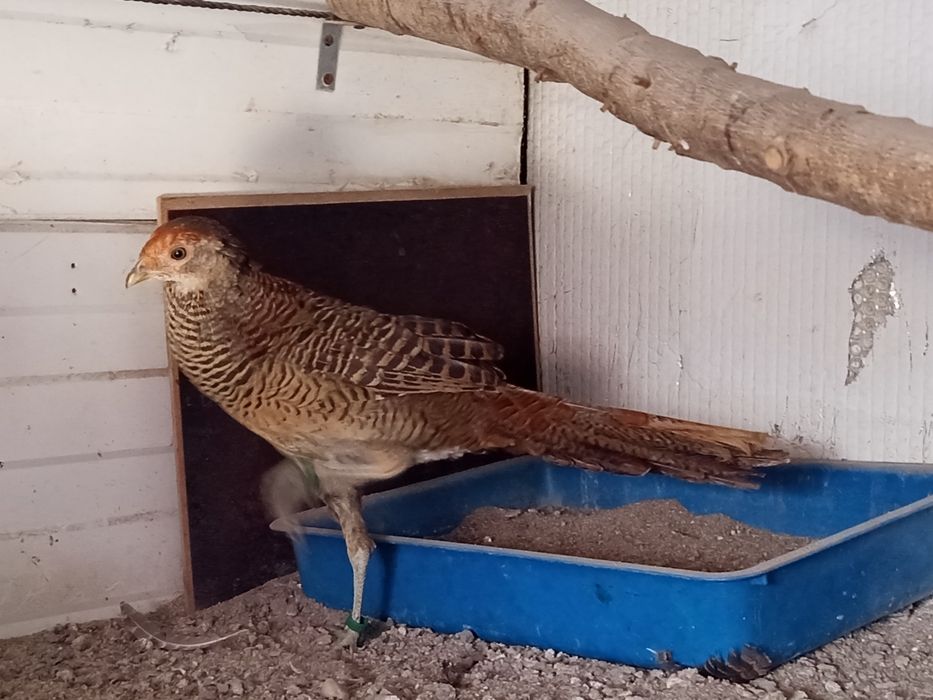 Casal de faisão dourado deste ano