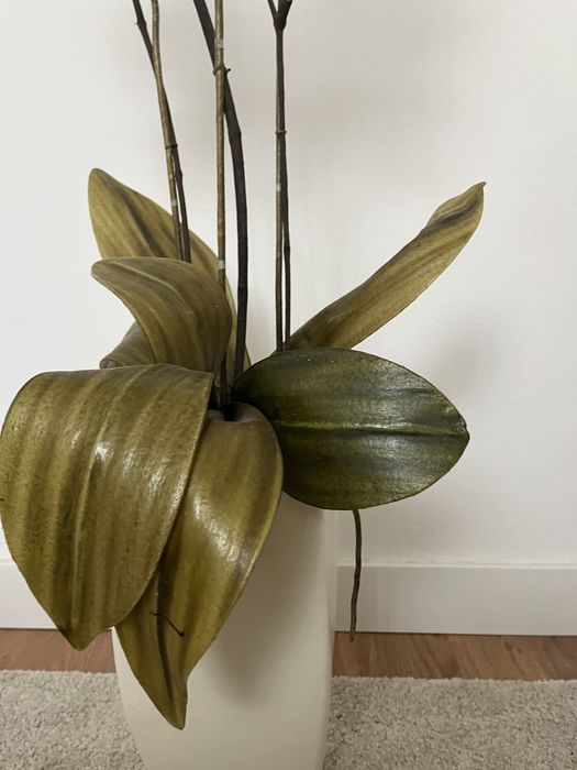 Orquídea loja do gato preto