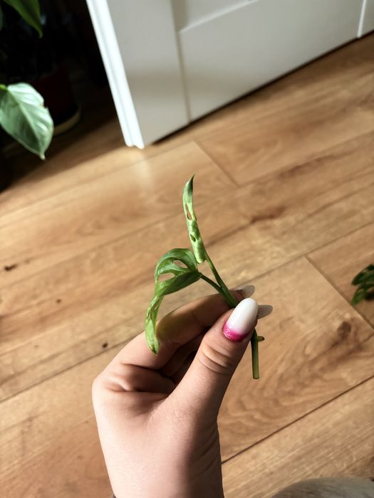 Monstera Monkey