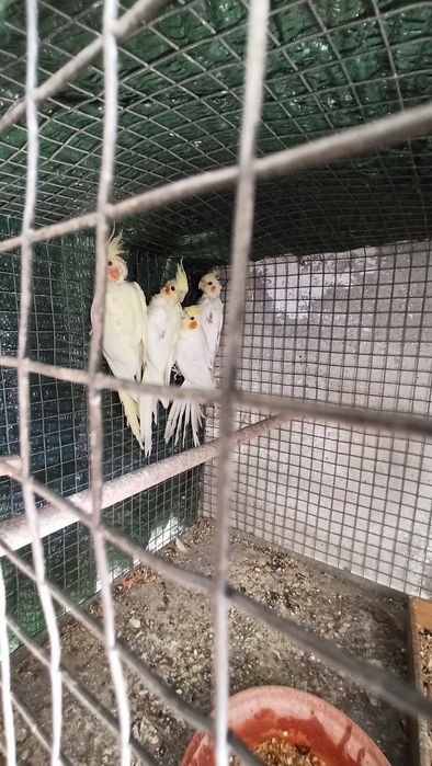 Vendo Caturras Amarelas/ Pyrrura macho