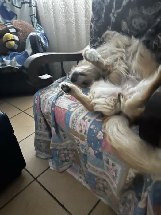 URGENTE Cachorra 7 anos para adoção