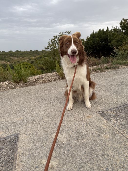 Border collie macho procura namorada
