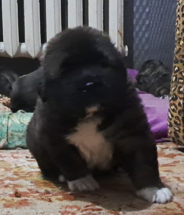 Цуценята кавказської вівчарки