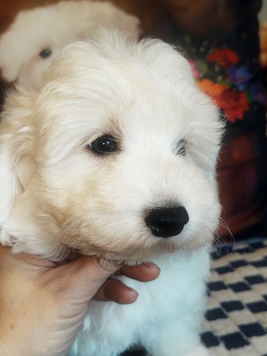Śliczny piesek Maltipoo