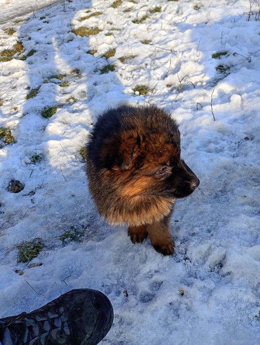 Owczarek niemiecki długowłosy