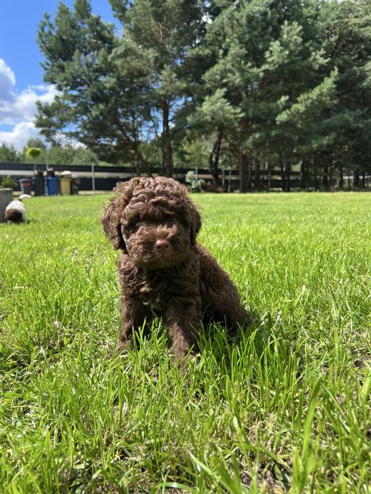 Lagotto Romagnolo ZKwP