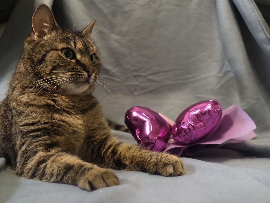 Тигрова принцеса шукає свій королівський дім