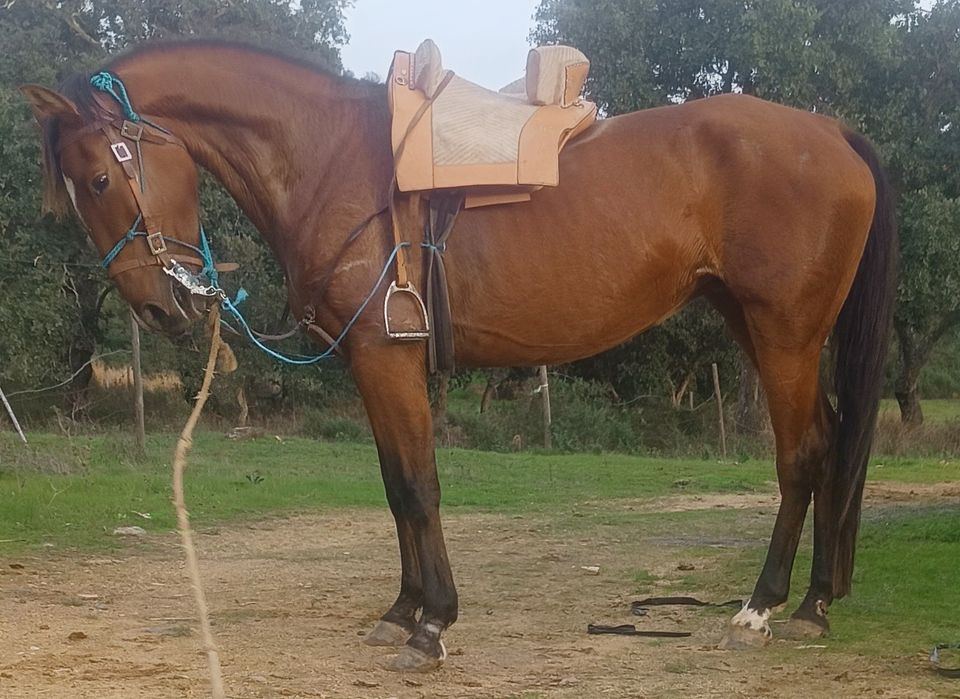 Égua com 5 anos muito mansa