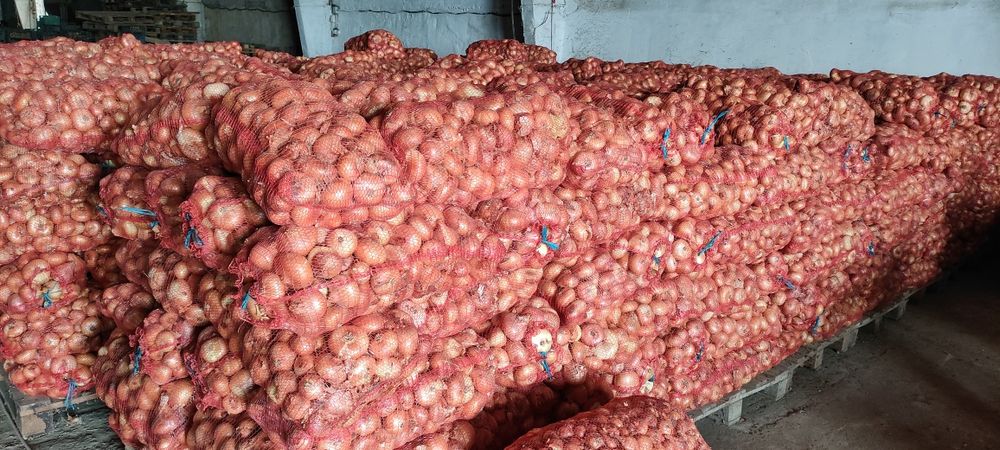 Лук севок, тиканка, арпаж Штутгарт, Делфін