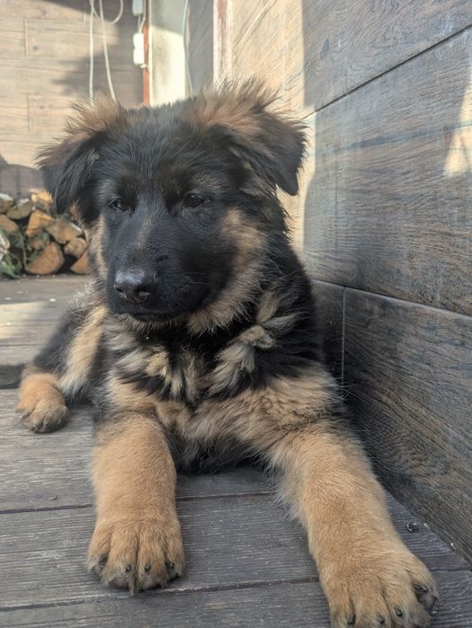 Owczarek niemiecki długowłosy