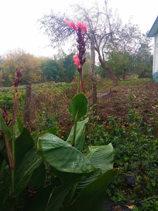 Продам  канна червона