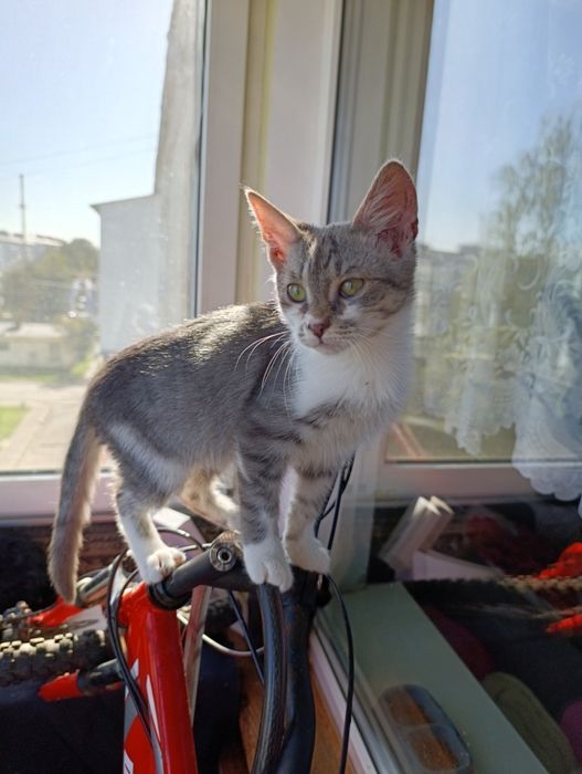 Кіт. Котик. Кошеня.