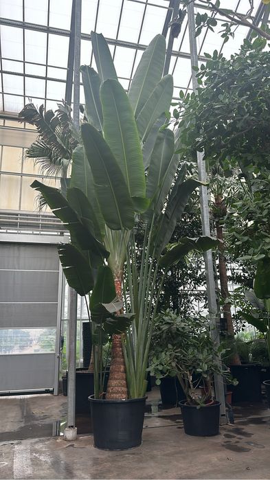 Plantas Ornamentais- Exemplares