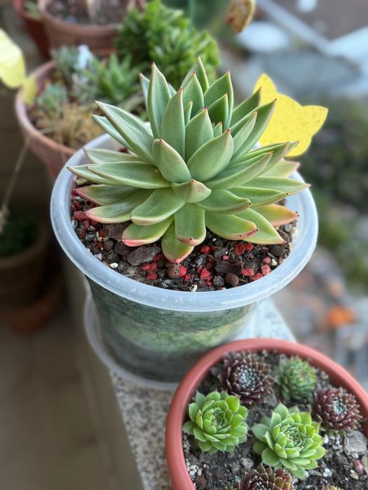 Suculentas e cactos