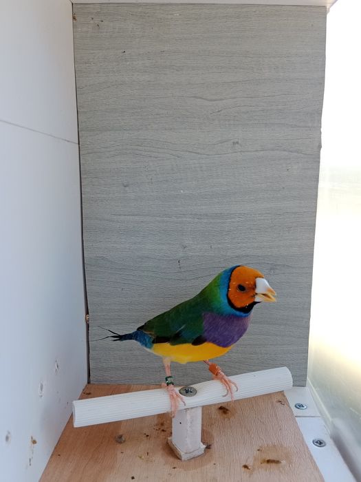 Diamantes de gould