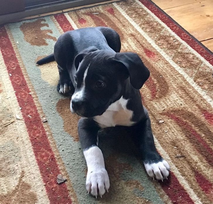 Терміново малята АСТ