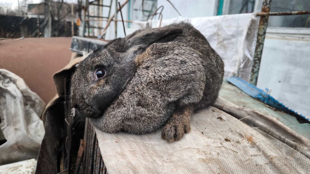 Продам річних кроликів