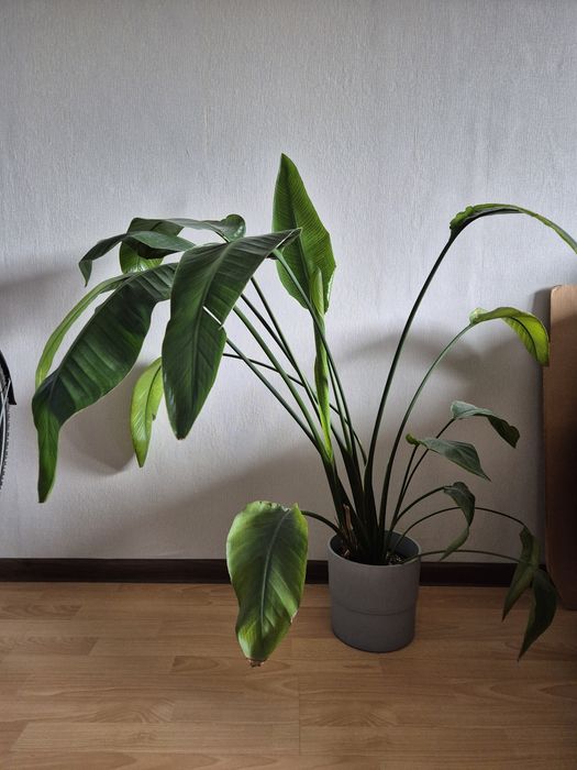 Strelicja w doniczce