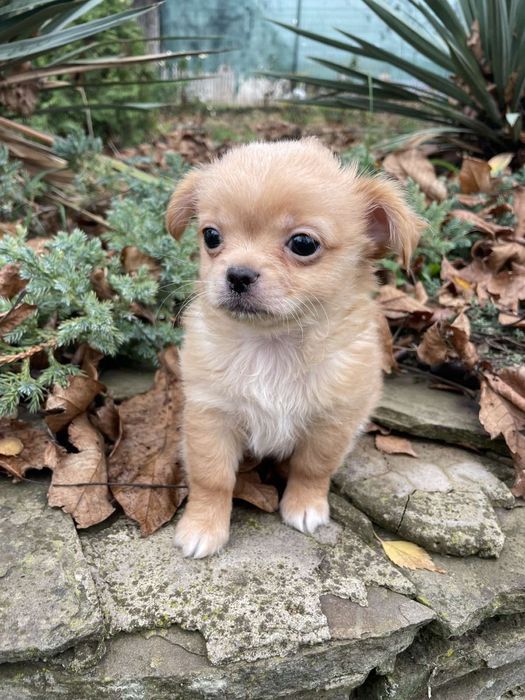 Мальчик длинношорстный мини