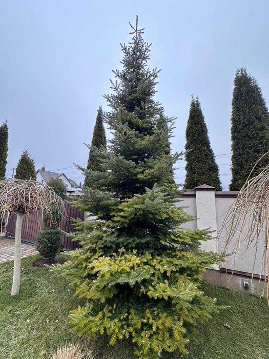 Ялиця корейська 5-5.5м (Abies koreana)