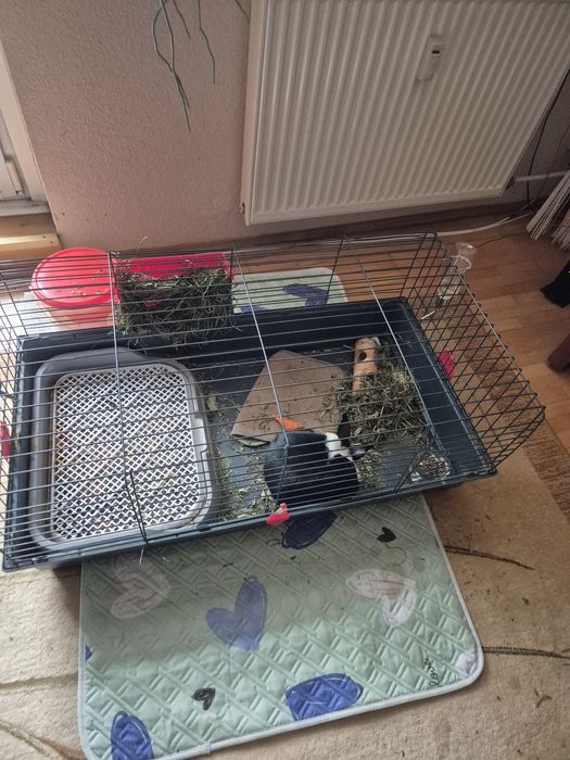 Klatka z królikiem, królik