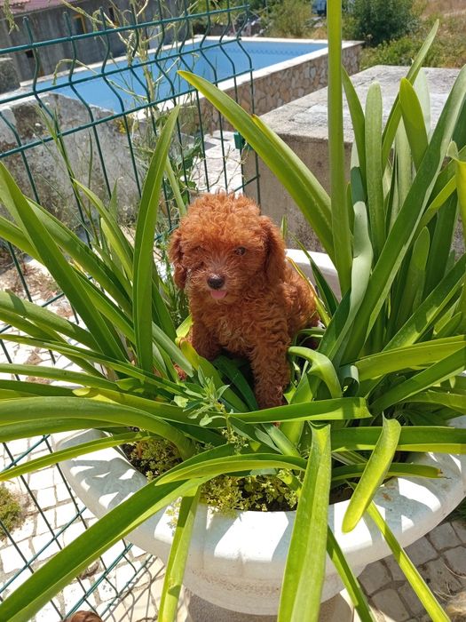 Excelente machoCaniche Toy