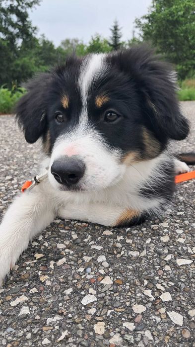 Border Collie - piesek BAGI - z hodowli NEGRESSE