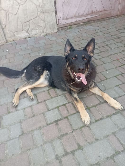 Німецька вівчарка 1 рік