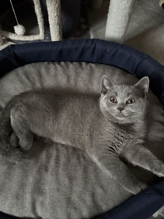 Kotek brytyjski krótkowłosy niebieski