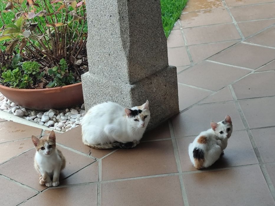 Gatinhos para adoção