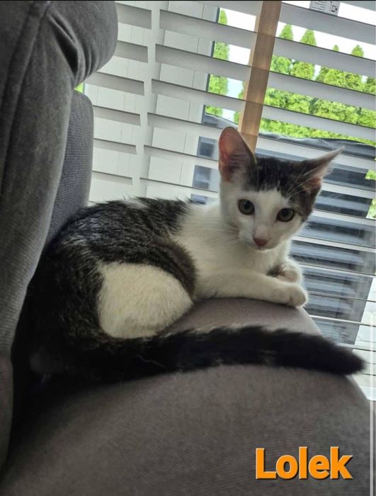 Bolek i Lolek polecają się do adopcji!