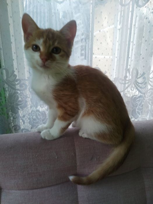 Кошеня,  риже сонечко