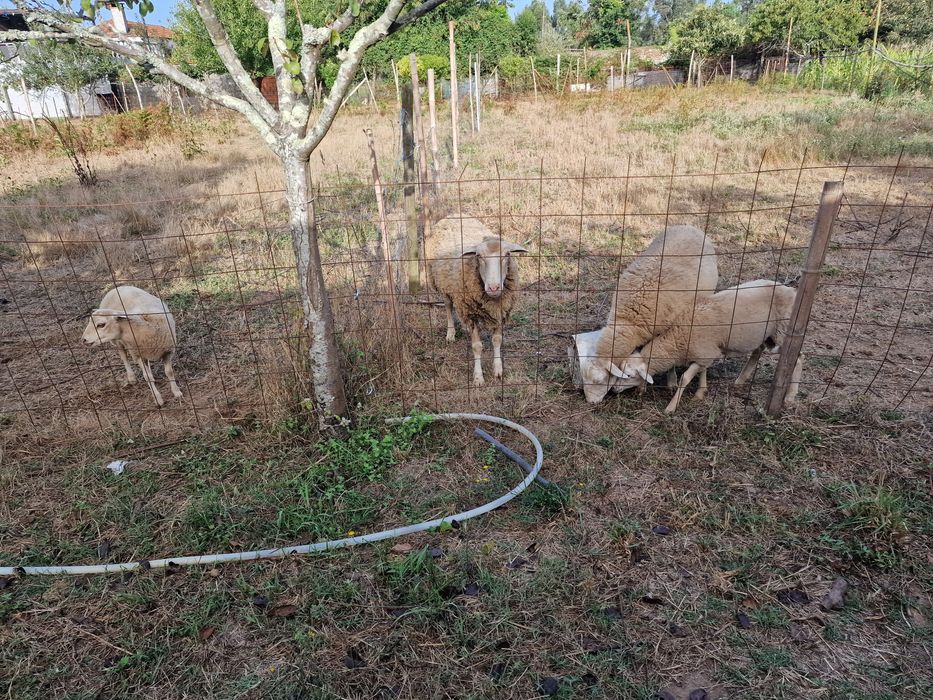 Vendo 2 ovelhas e dois burregos