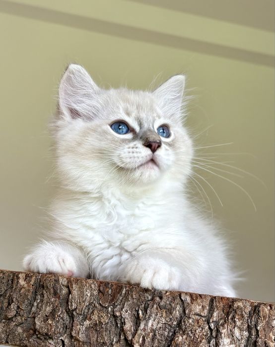 Ragdoll FPL kocurek blue mitted tabby