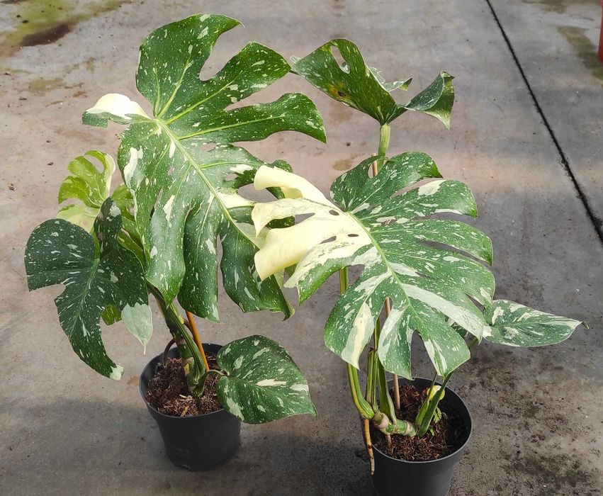 Monstera Thai Constellation - planta em vaso