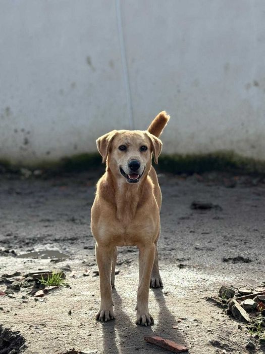 Cao para adoçao(Boris)