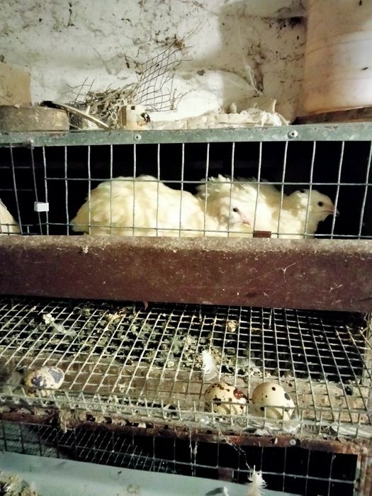 Продам молоді перепілки.