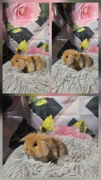 Karzełki Mini Lopki