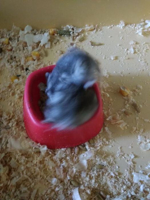 Джунгарский хомяк