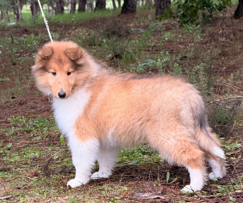 Maravilhosa rough collie