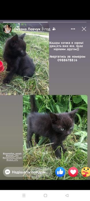 Віддам гарного котика