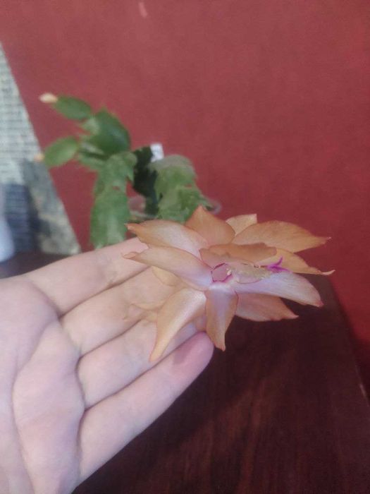 продам декабристы.фиалки