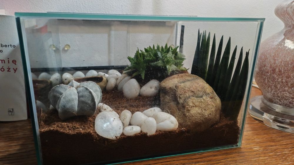 Heterometrus spinifer + terrarium