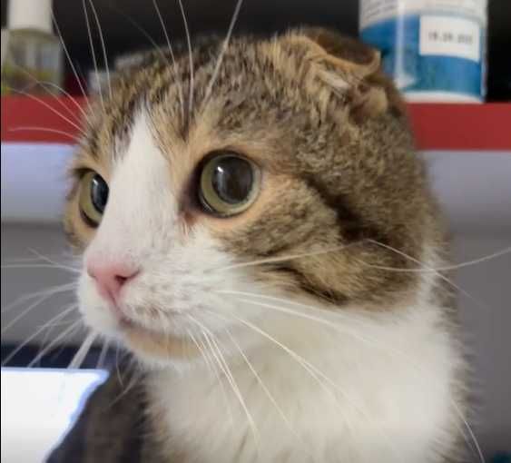 Шукає дім кіт Лунтик