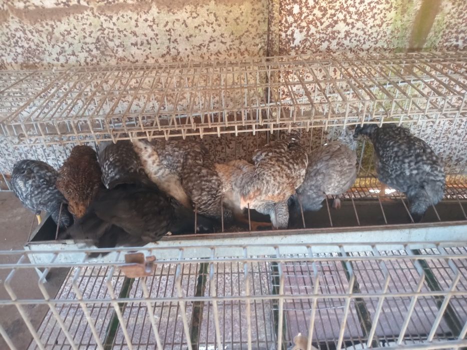 Galinhas do campo e pintos
