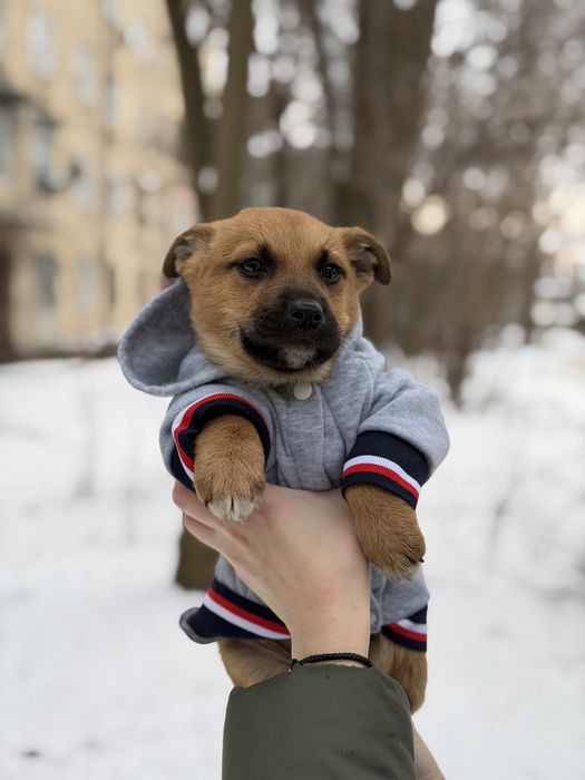 Маленьке цуценя Бублик