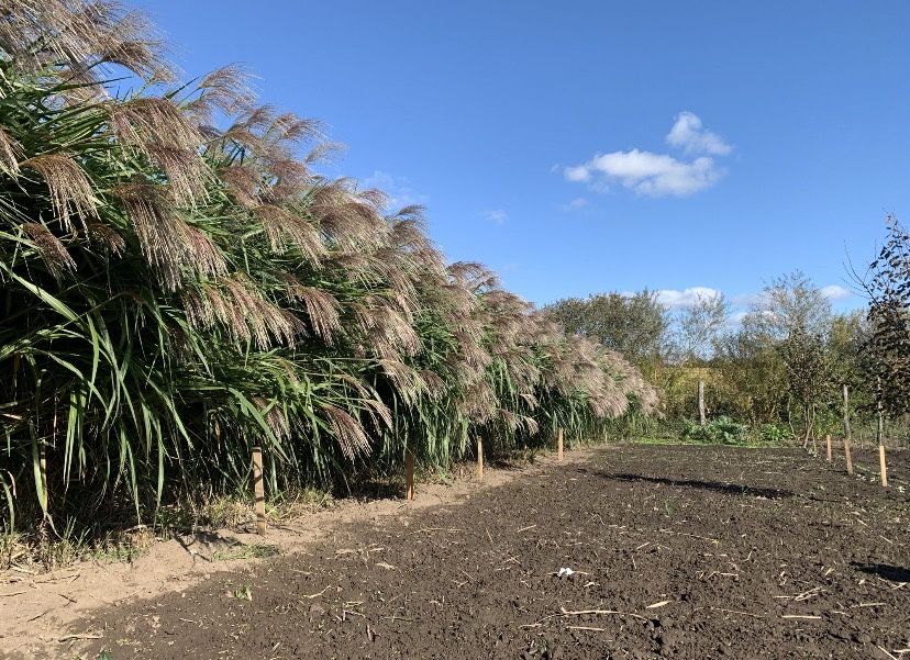 Miskant olbrzymi i juka